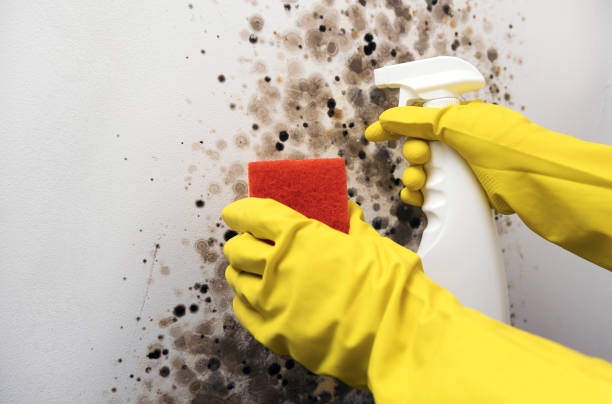 Best Toxic Mold Removal  in Nassau Village Ratliff, FL