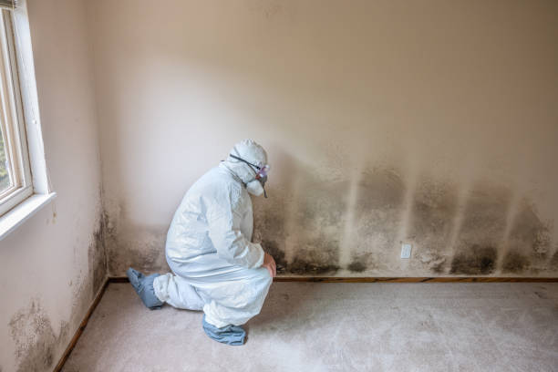 Crawl Space Mold Removal in Nassau Village Ratliff, FL