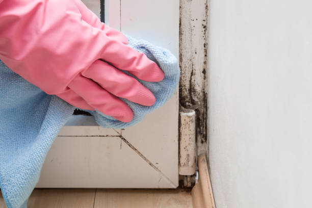 Office Mold Removal Services in Nassau Village Ratliff, FL